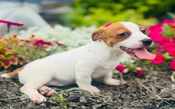 Jack Russell Terrier dogs for sale: Lilly - Image 4
