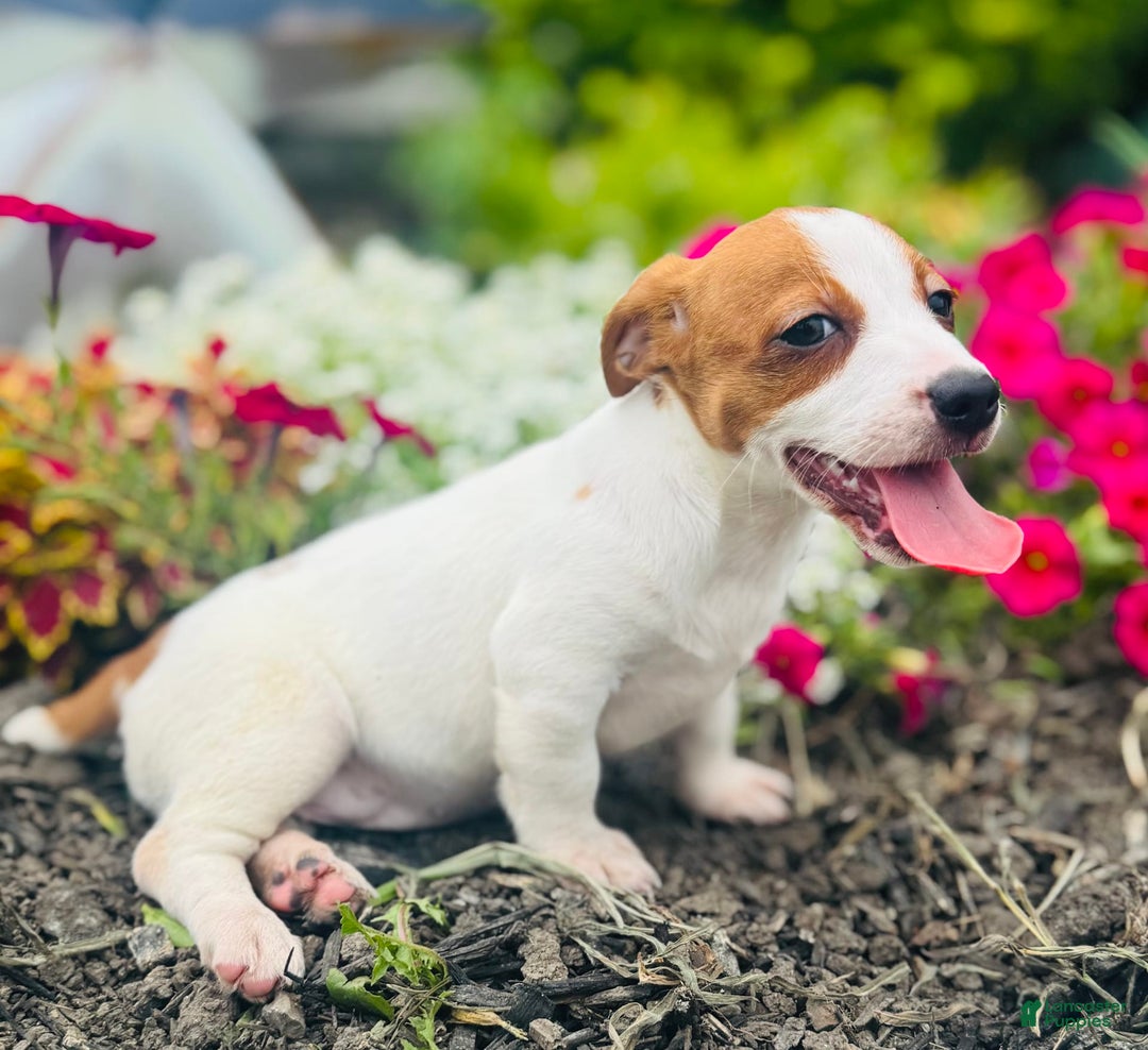 Jack Russell Terrier dogs for sale: Lilly - Image 4