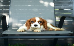 Cavalier King Charles Spaniel dogs for sale: Freddie - Image 3