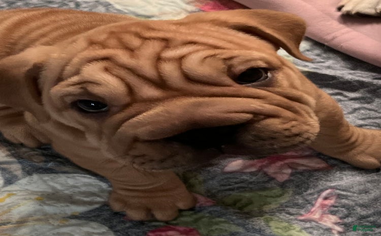 Shar Pei dogs for sale - Ad 2