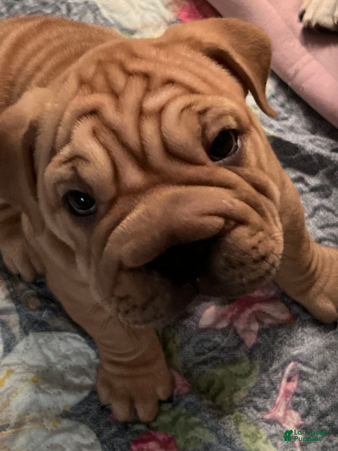 Shar Pei dogs for sale: Feomgo - Image 1