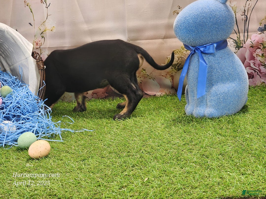 Catahoula Leopard Dog dogs for sale: Juliet 2025 M8 Catahoula Puppy - Image 3