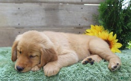 Golden Retriever dogs for sale: Mitsy - Image 2