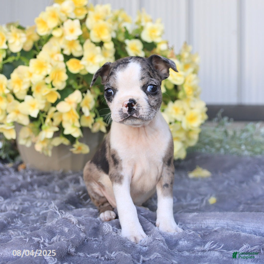 Boston Terrier dogs for sale: Hawk - Image 5