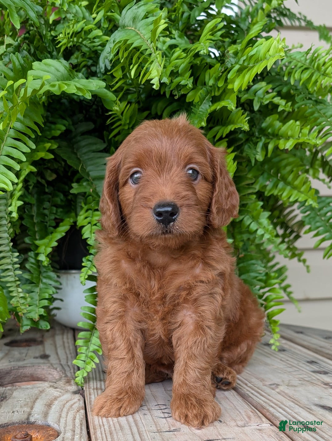 Mini Goldendoodle dogs for sale: Mini-logan - Image 11