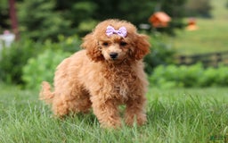 Miniature Poodle dogs for sale: Leah - Image 16
