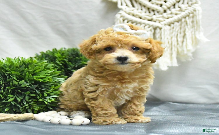 Bichpoo dogs - Advert 10