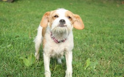 Miniature Poodle dogs for sale: Austin - Image 7
