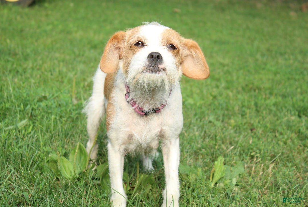 Miniature Poodle dogs for sale: Austin - Image 7