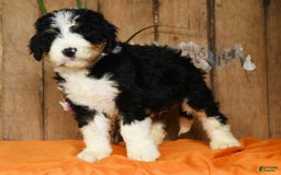 Bernedoodle dogs for sale: Doran - Image 4