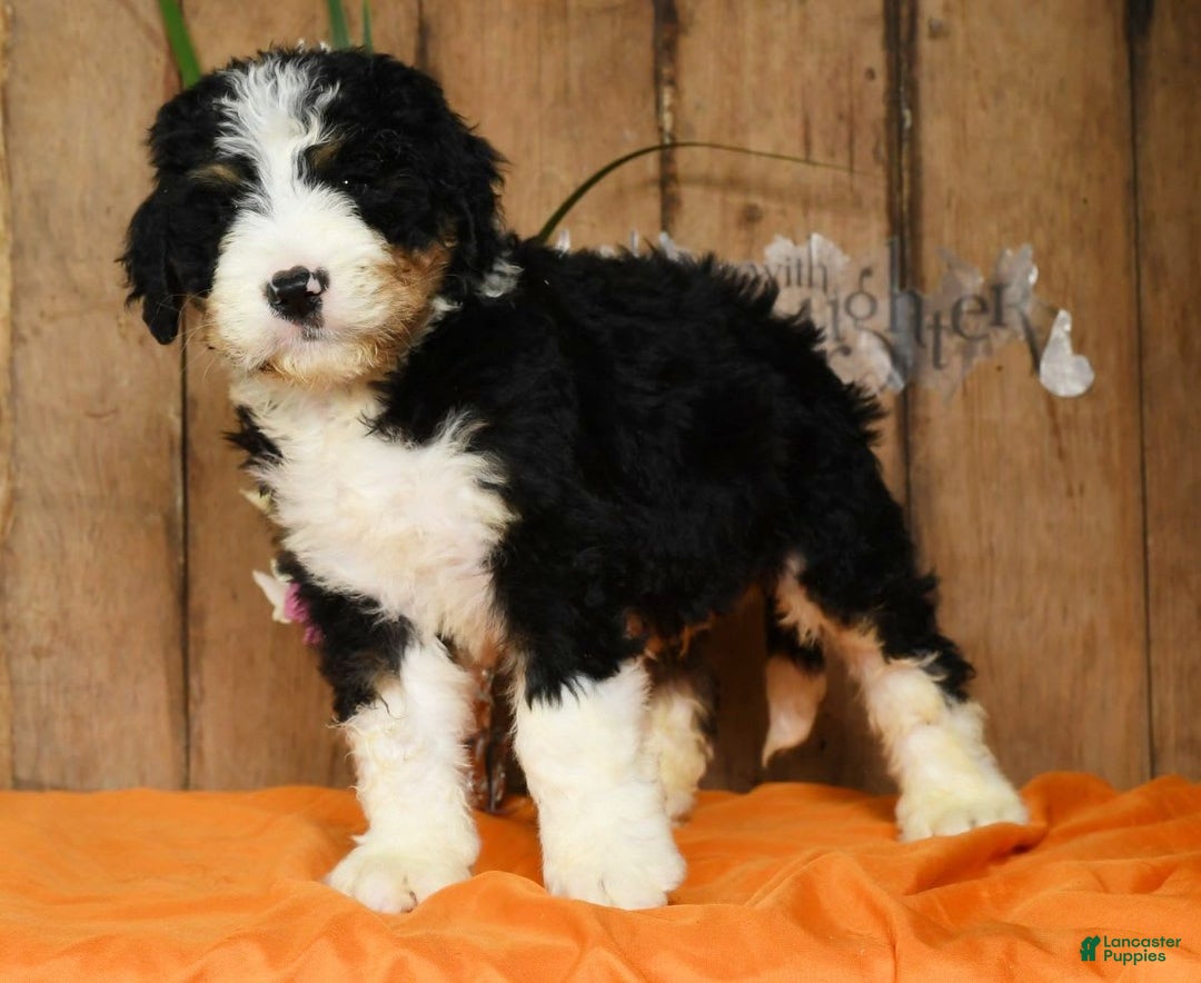 Bernedoodle dogs for sale: Doran - Image 4