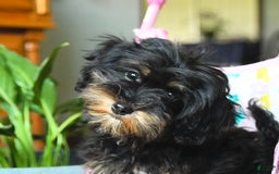 Havapoo dogs for sale: House Raised Sparkles - Image 6