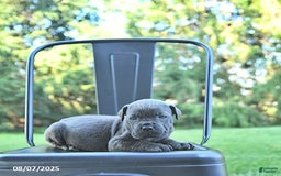 Cane Corso dogs for sale: Grizzly - Image 4