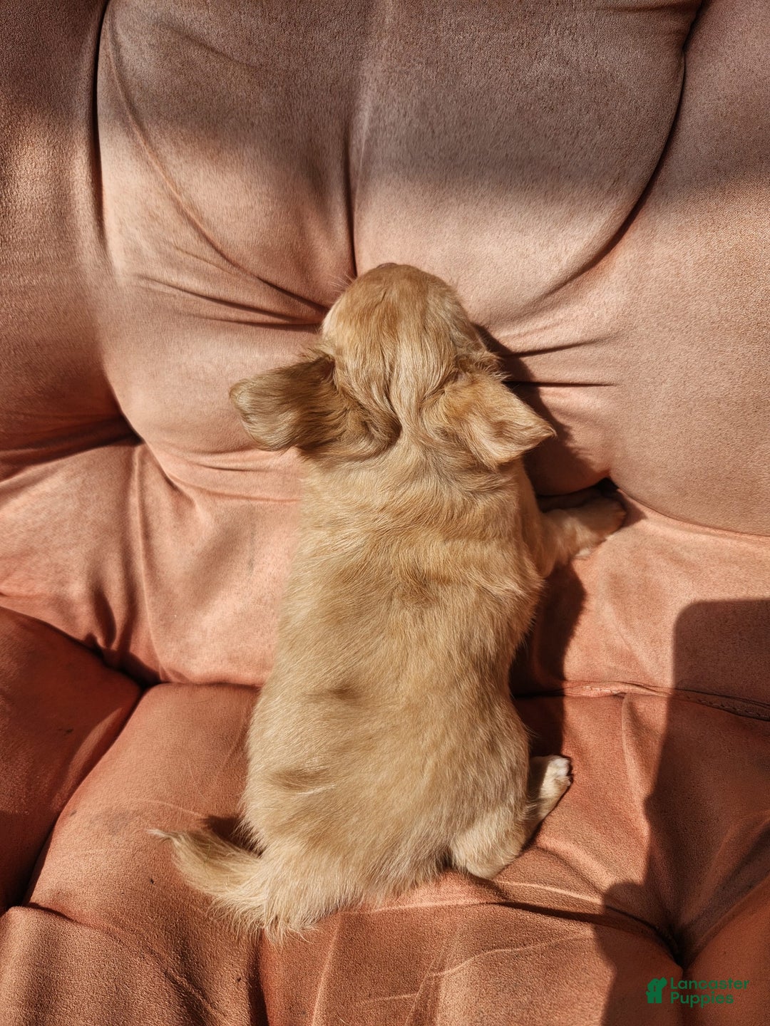 Chihuahua dogs for sale: Utz - Image 4