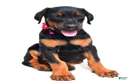 Doberman Pinscher dogs for sale: Misty - Image 6