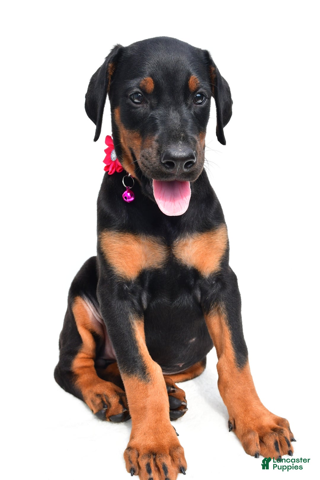 Doberman Pinscher dogs for sale: Misty - Image 6