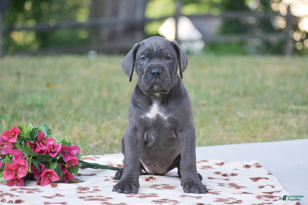 Cane Corso dogs for sale: Reba - Image 1