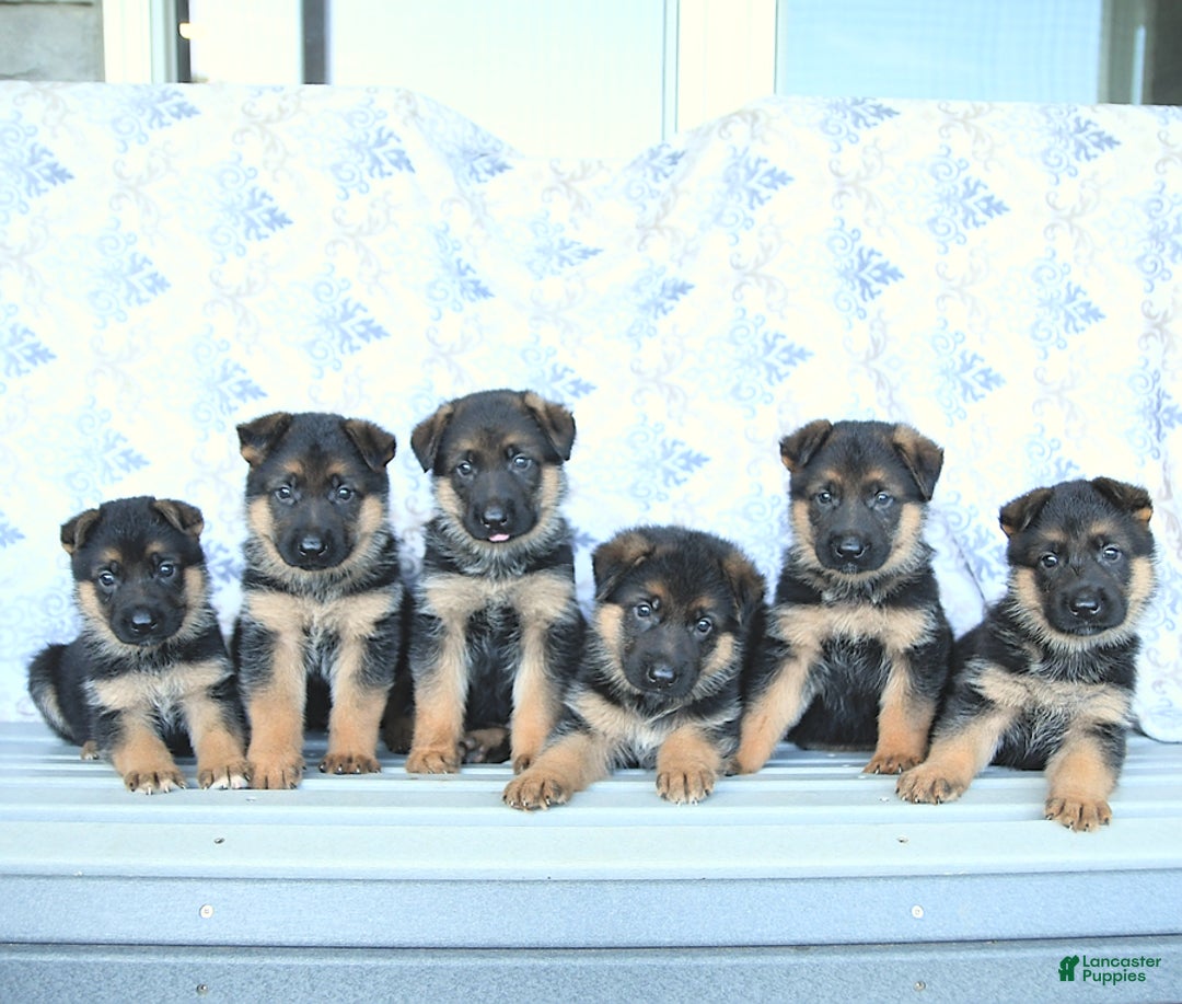 German Shepherd dogs for sale: Zane - Image 9