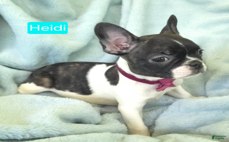 Frenchton dogs for sale - Ad 2
