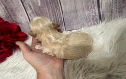 Shih Tzu dogs for sale: Wendy - Image 4