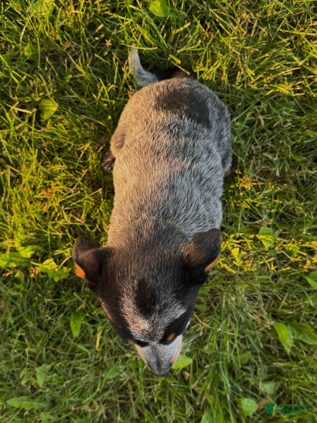 Australian Cattle Dog dogs for sale: Bonnie - Image 4