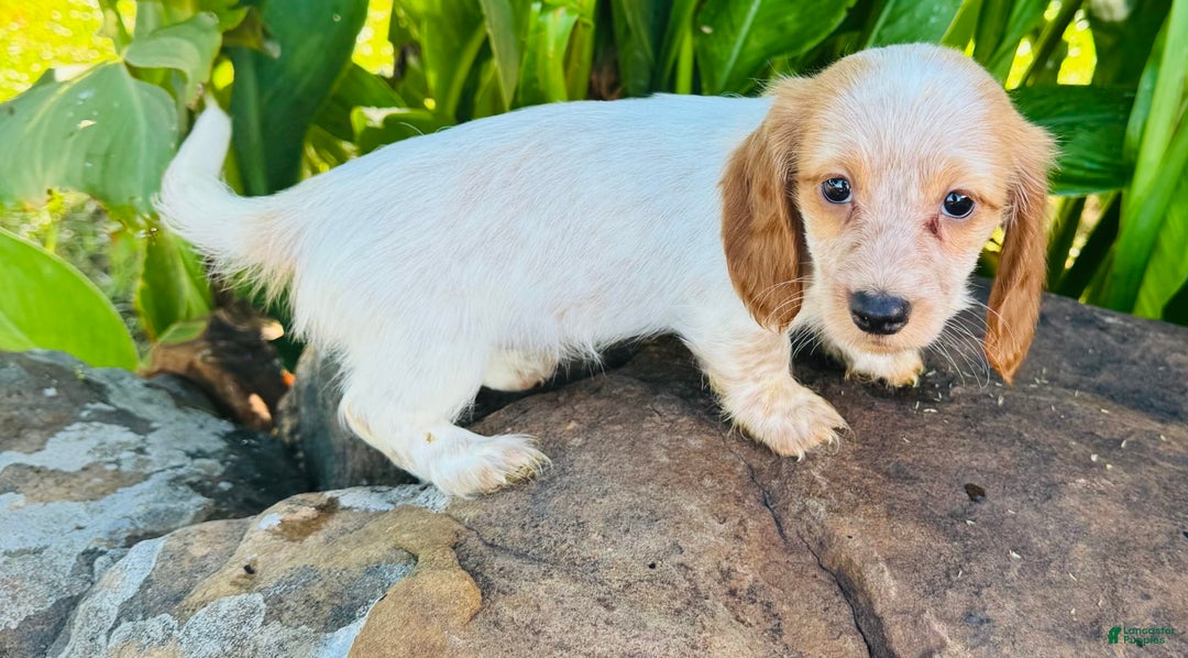 Miniature Dachshund dogs for sale: Lemon Drop - Image 8