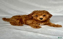 Miniature Poodle dogs for sale: Angel - Image 3