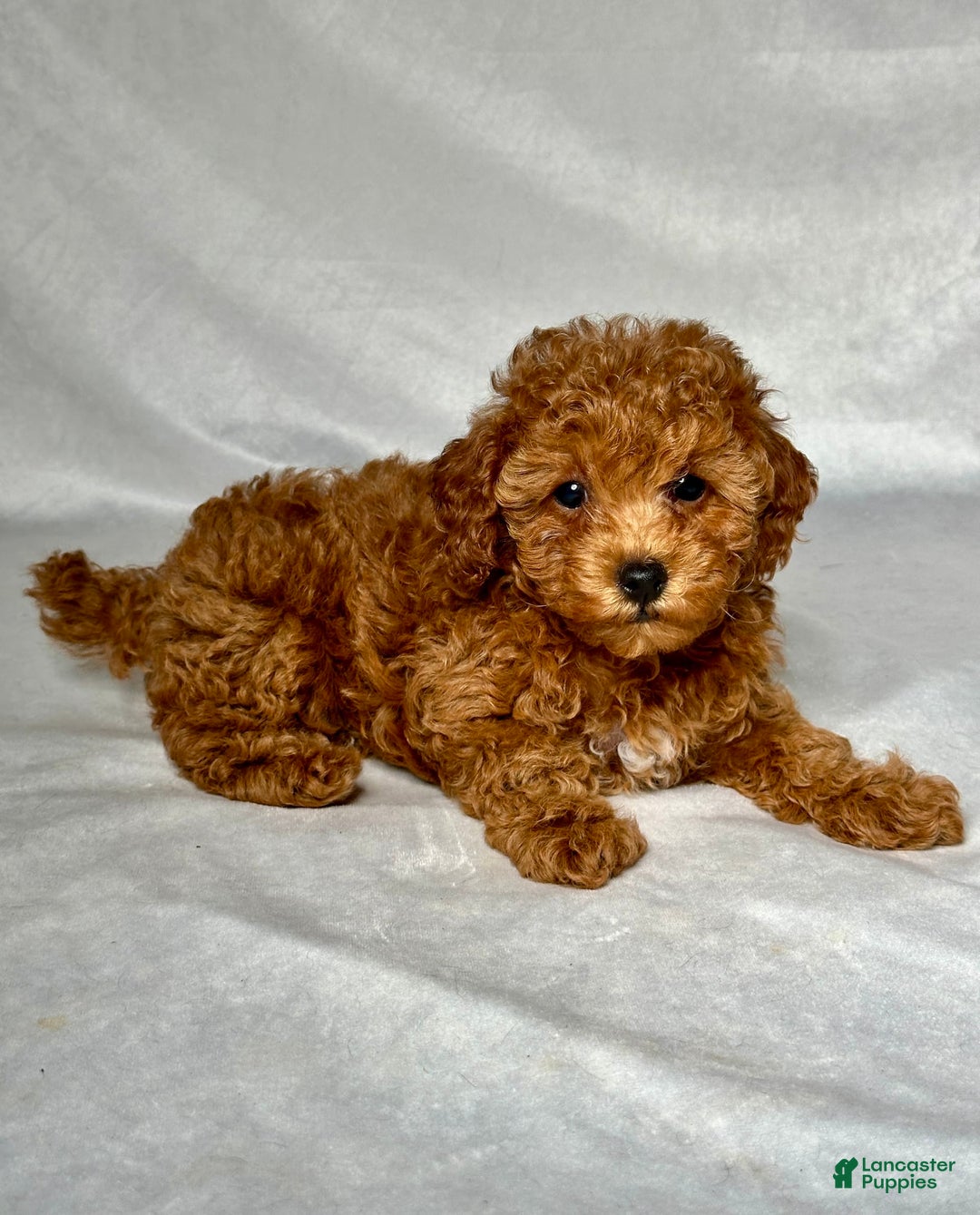 Miniature Poodle dogs for sale: Angel - Image 3