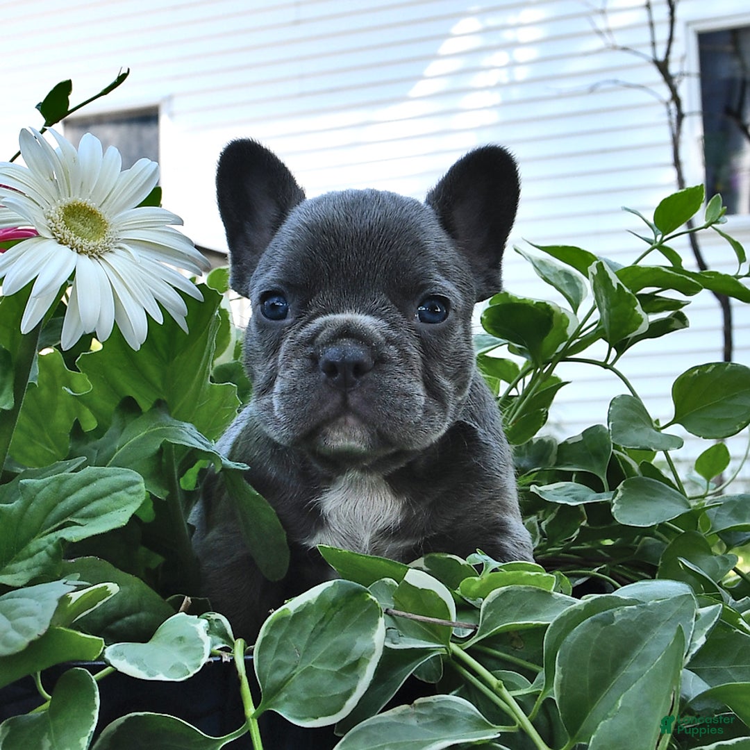 French Bulldog dogs for sale: Hunter - Image 5