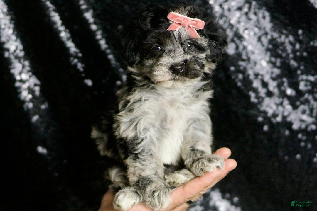 Maltipoo dogs for sale: Blackberry - Image 8