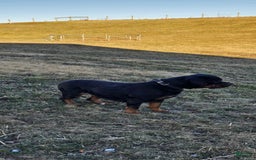 Rottweiler dogs for sale: Oxanna - Image 3