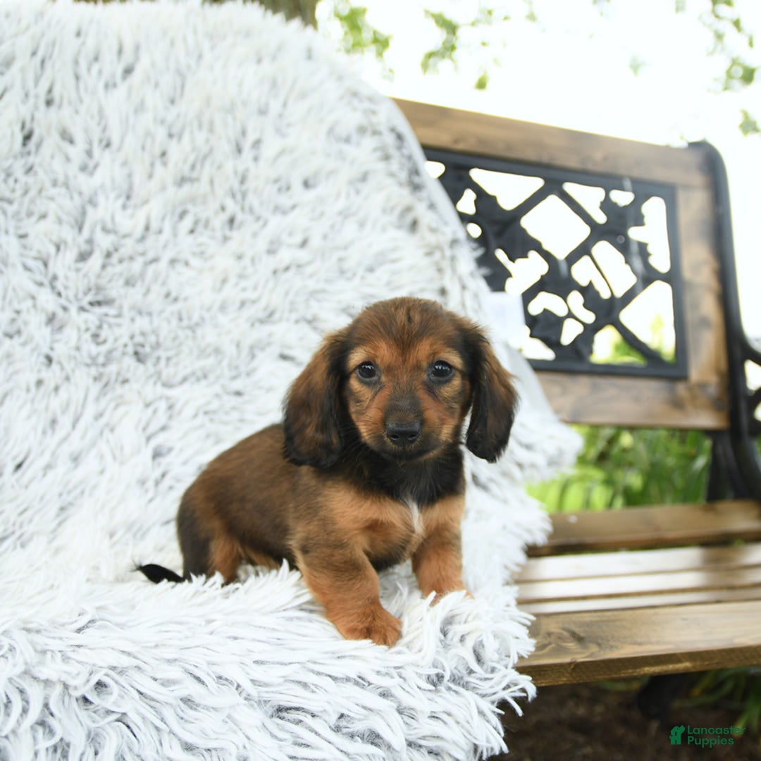Miniature Dachshund dogs for sale: Brynn - Image 5