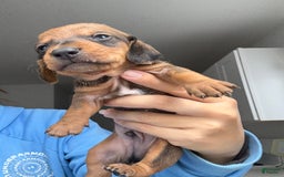 Miniature Dachshund dogs for sale: Twins - Image 5
