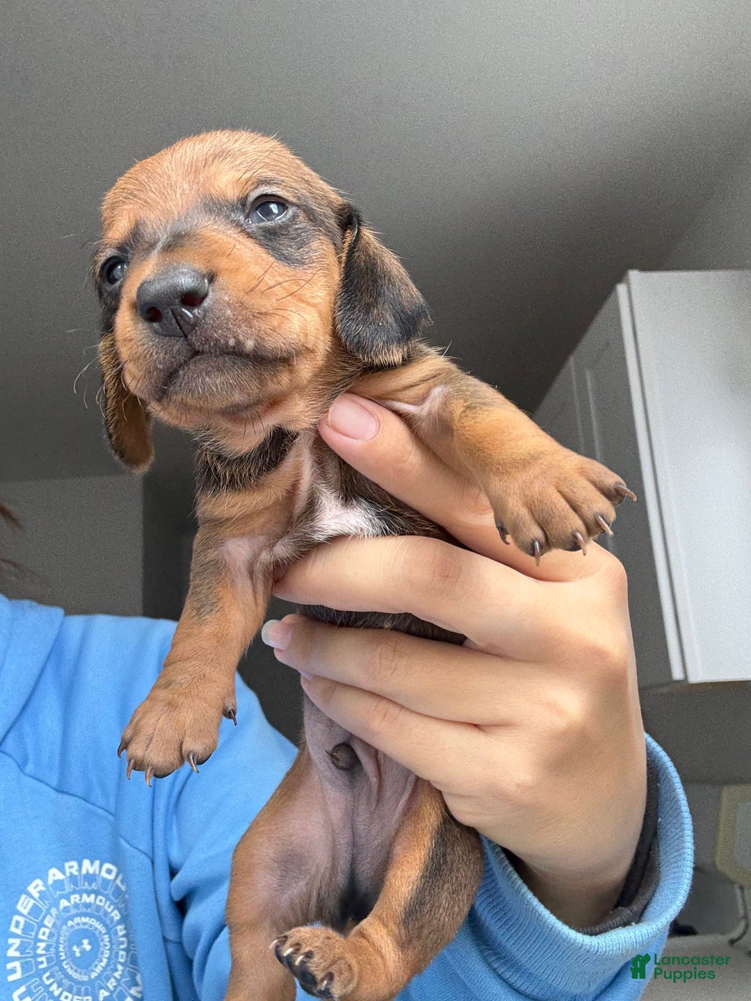 Miniature Dachshund dogs for sale: Twins - Image 5