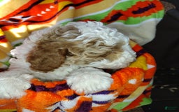 Mini Goldendoodle dogs for sale: Tippy - Image 3