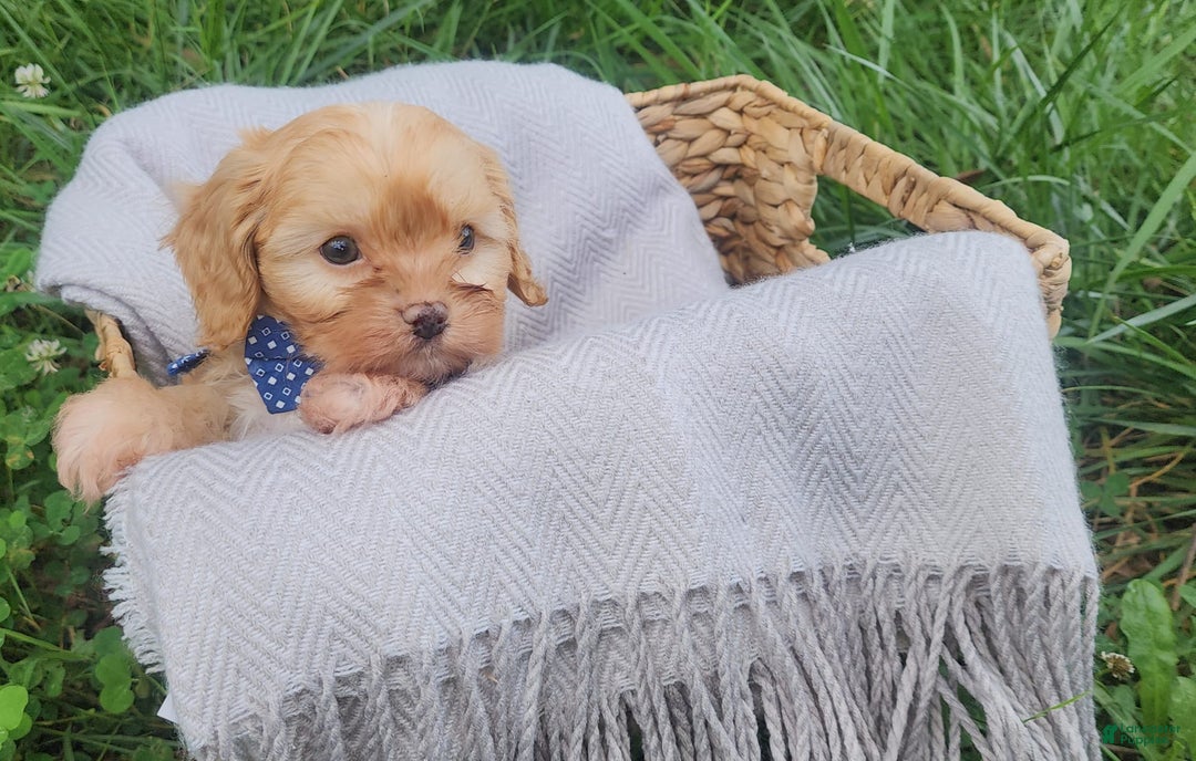 Cavapoo dogs for sale: Cedar - Image 2