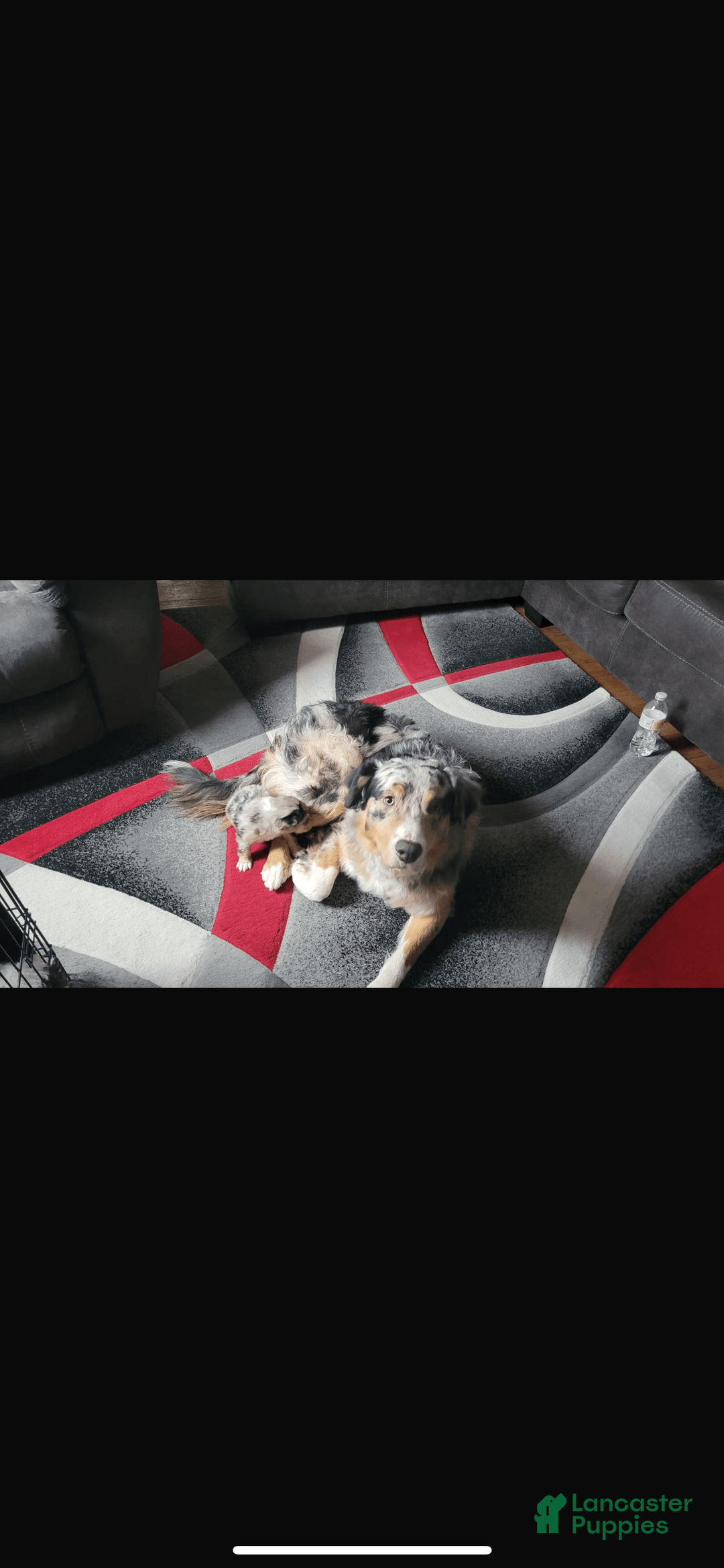 Australian Shepherd dogs for sale: Buddy - Image 2