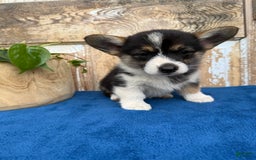 Welsh Corgi Pembroke dogs for sale: Carly - Image 14