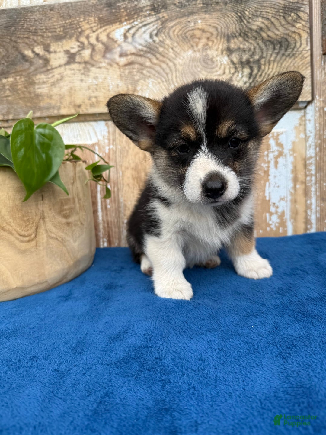Welsh Corgi Pembroke dogs for sale: Carly - Image 14