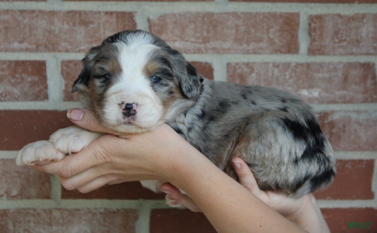 Bernedoodle dogs for sale - Ad 3