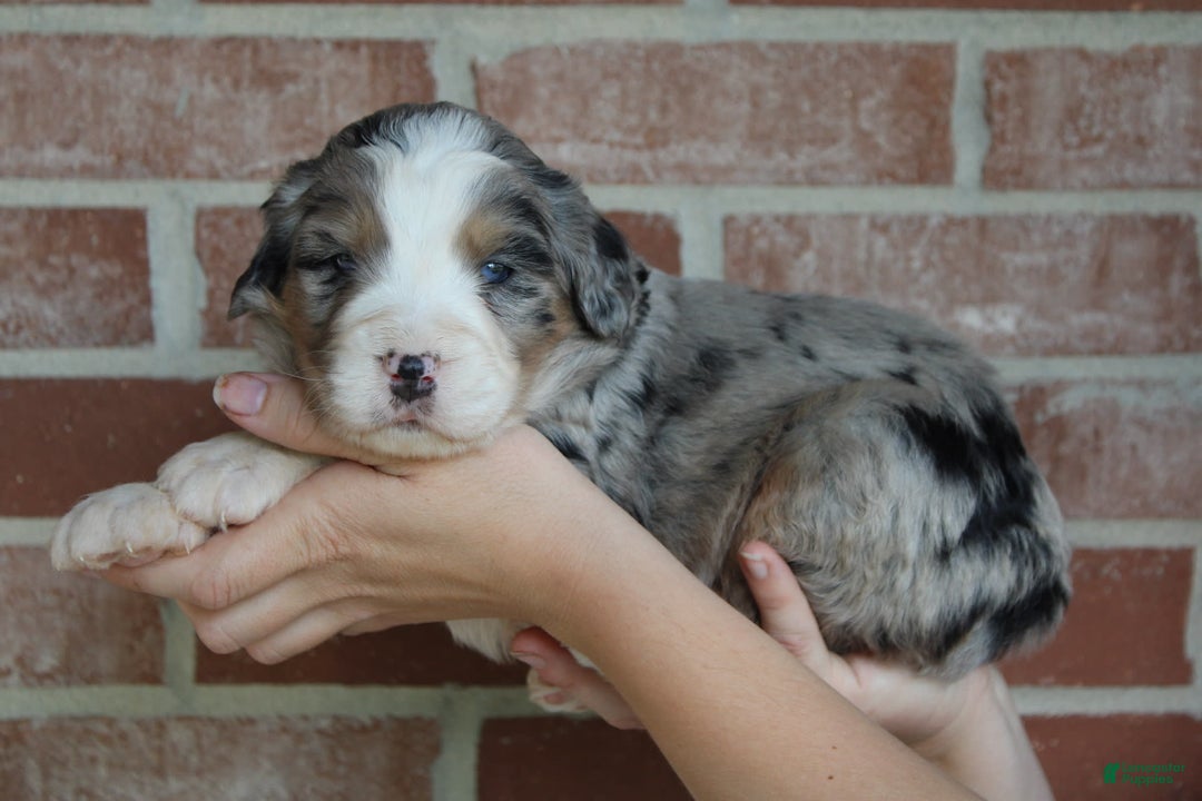 Bernedoodle dogs for sale: Sparky - Image 1