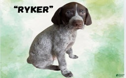 German Wirehaired Pointer dogs for sale: Ryker - Image 3