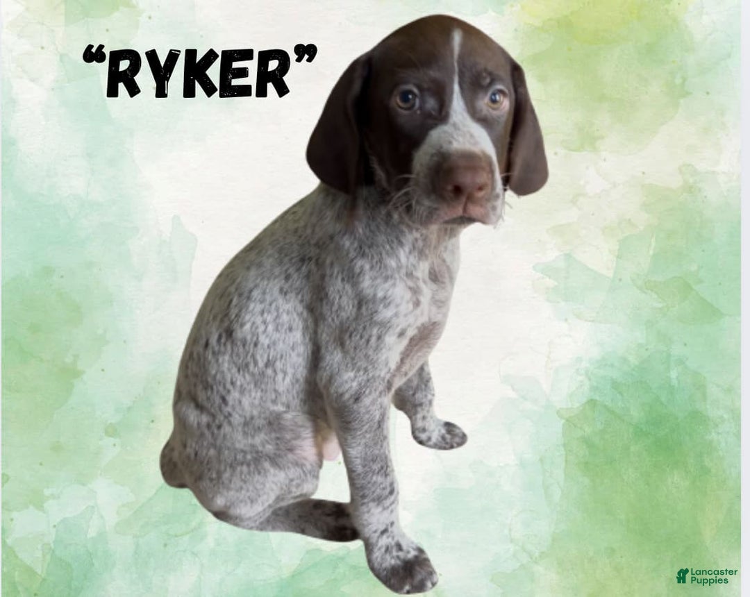 German Wirehaired Pointer dogs for sale: Ryker - Image 3