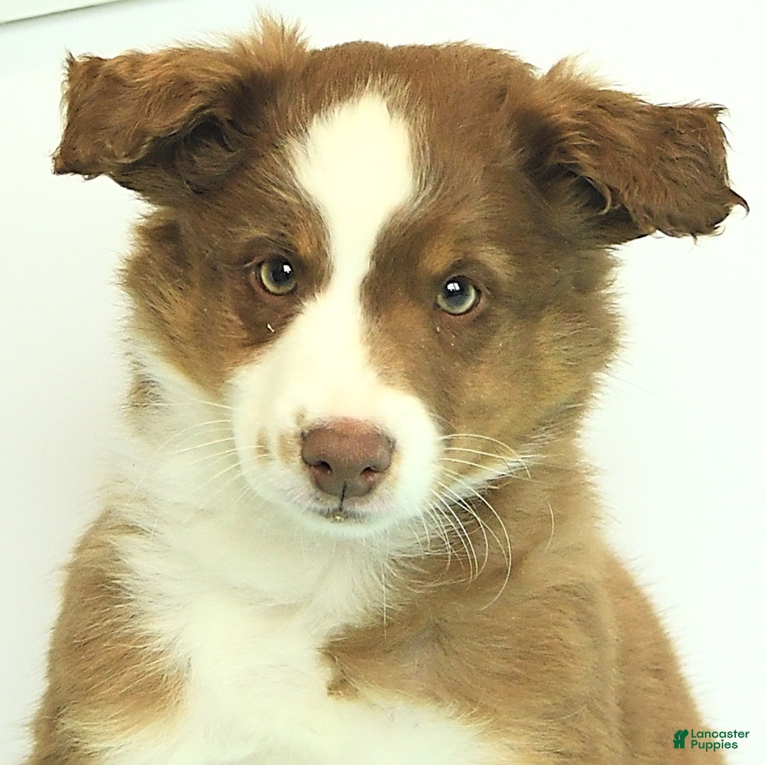 Miniature Australian Shepherd dogs for sale: Bozo - Image 8