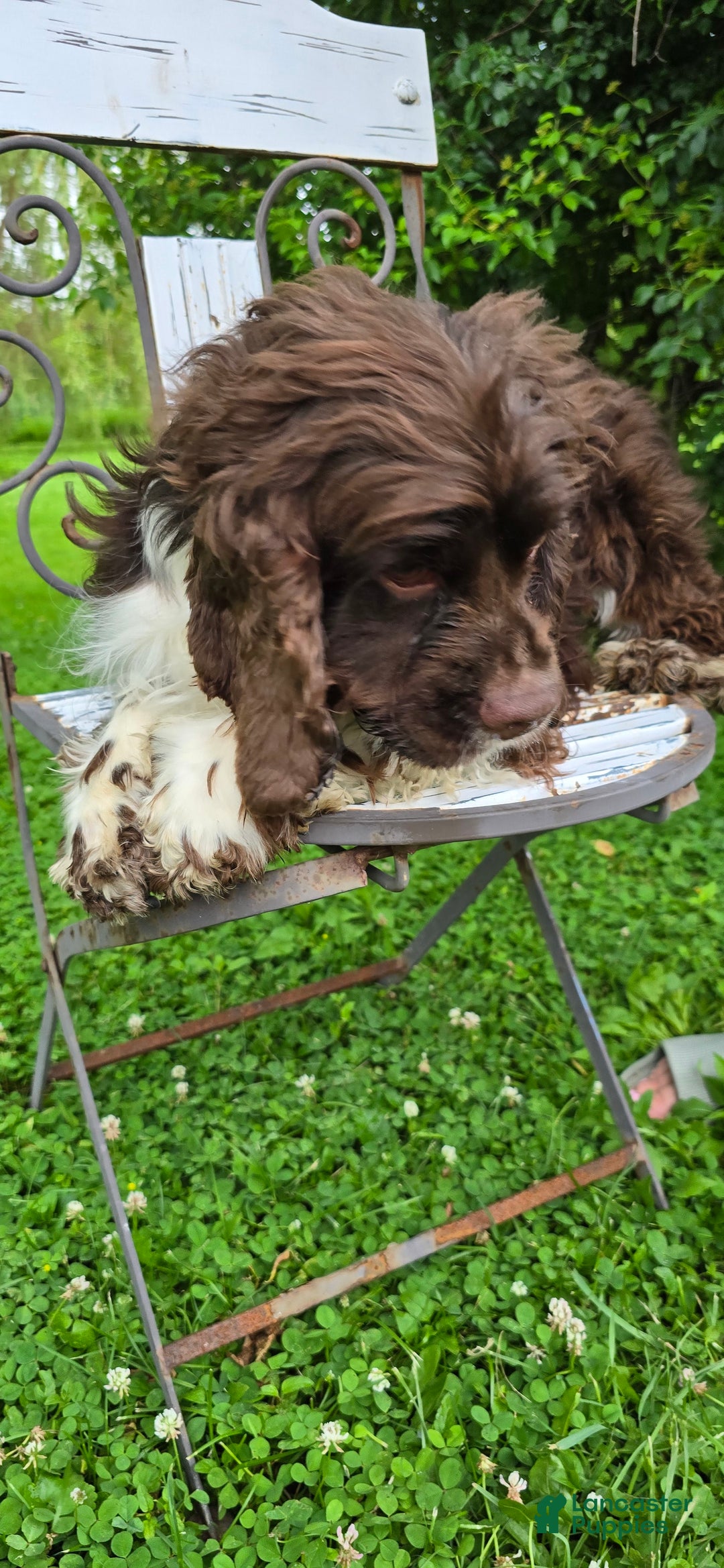 Cocker Spaniel dogs for sale: Benji - Image 13