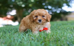 Cavapoo dogs for sale: Teddy - Image 2