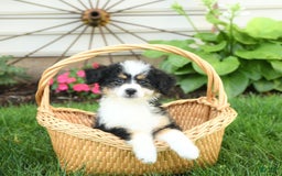 Mini Bernedoodle dogs for sale: Paris - Image 2