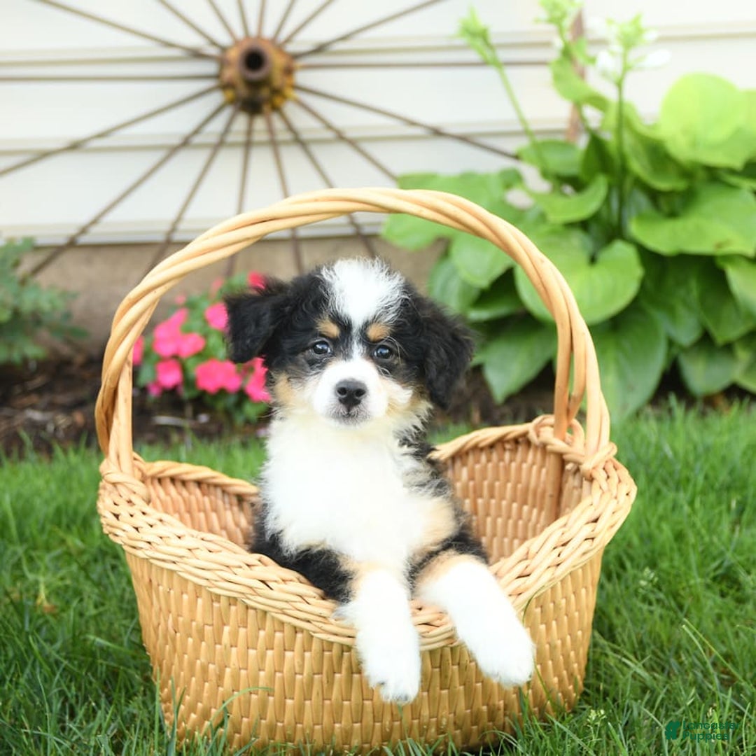 Mini Bernedoodle dogs for sale: Paris - Image 2