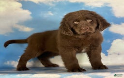 Newfoundland dogs for sale: Trudy - Image 7