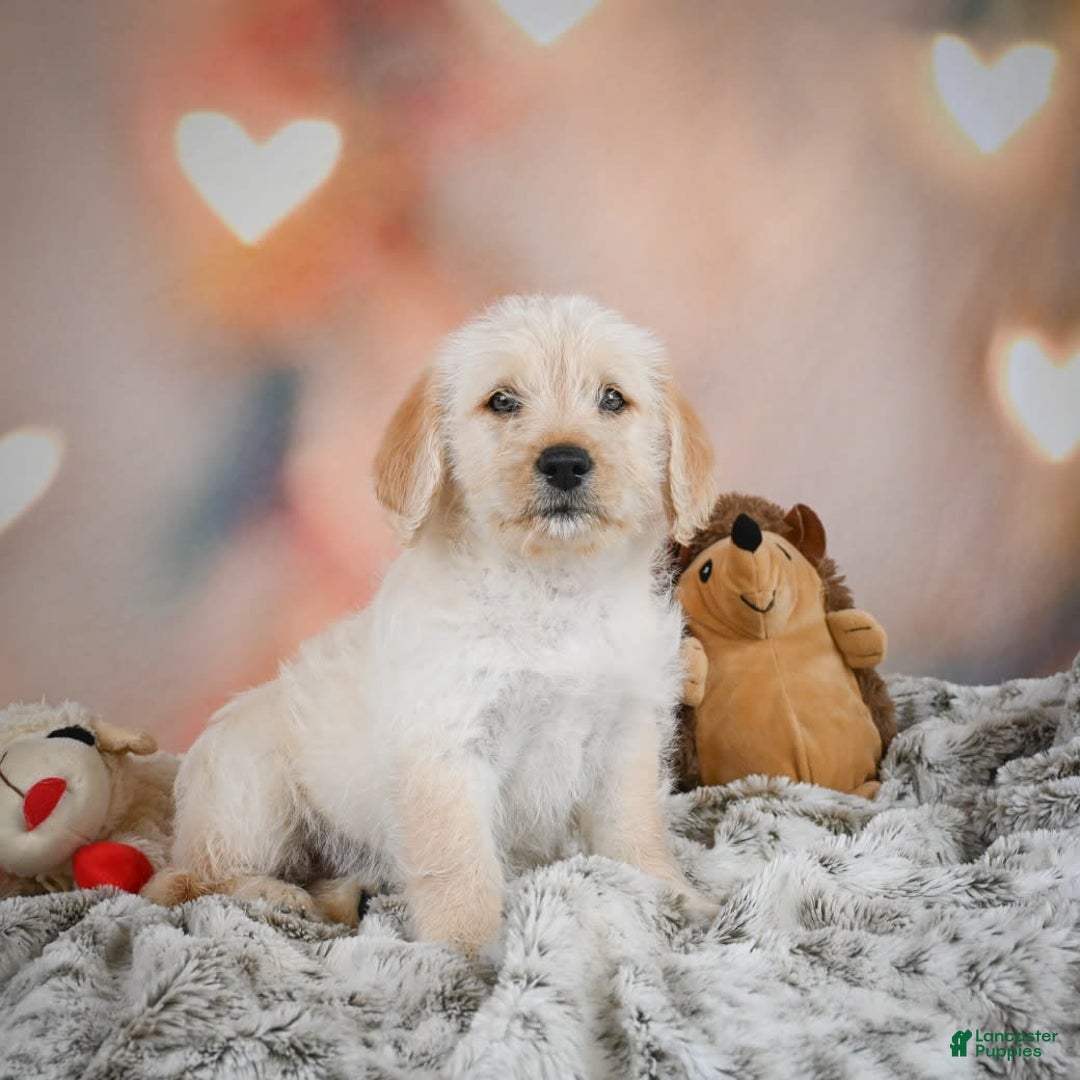 Goldendoodle dogs for sale: Ruby - Image 4